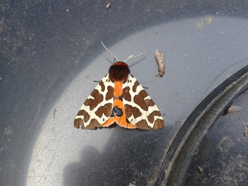 Build Your Own LED Moth Trap guest blog by Paul Palmer